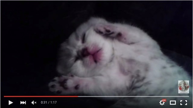 もふきゃわな子ネコが舌をペロッと出して眠っているよ！ 触ったらどうなるのかな…萌え萌えキュンキュンな結果に！