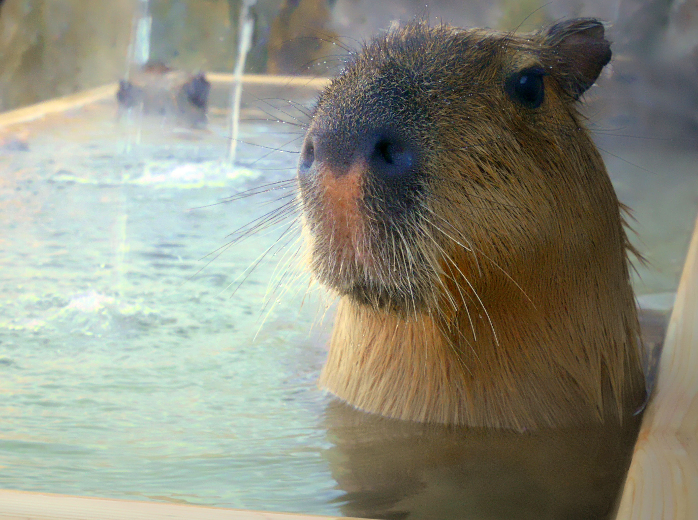 栃木に日本初 カピバラの湯 が誕生するんだよ 温泉につかりながらカピバラを観察できるなんてめちゃレア体験です Pouch ポーチ