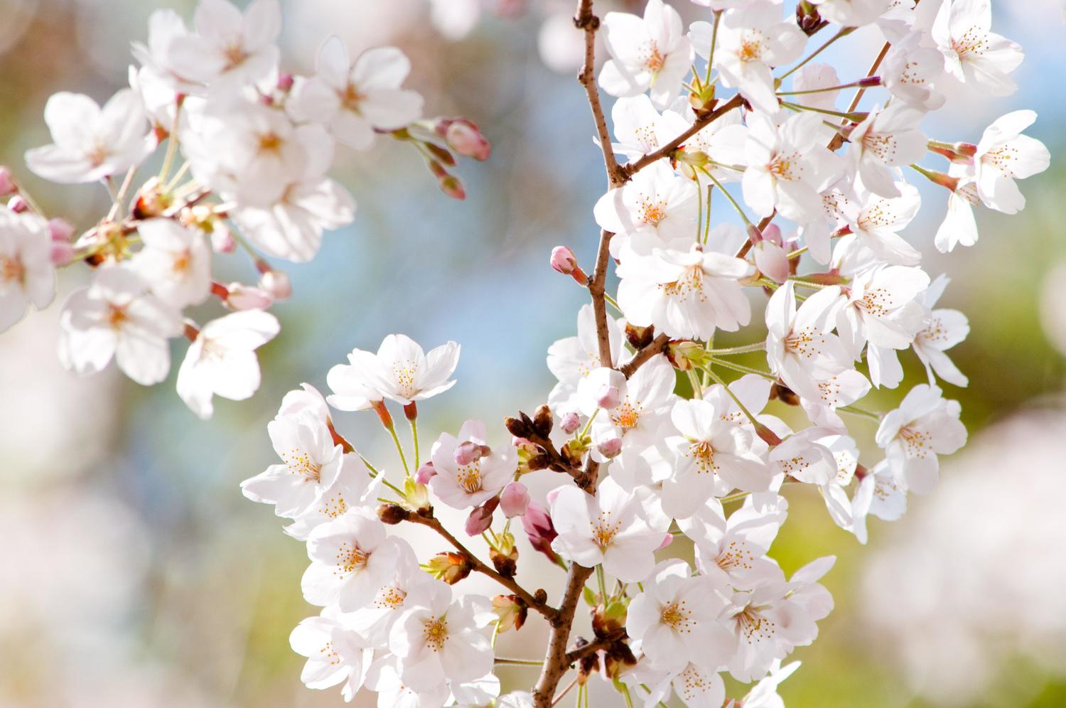 本格的な春到来 3月27日は さくらの日 なんですって 今年のお花見の予定はもう決めた Pouch ポーチ