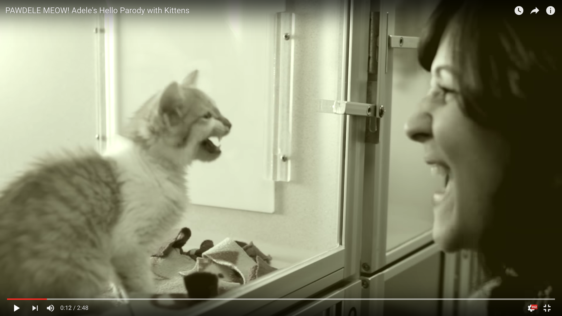 アデルの Hello をにゃんこ風に まだ見ぬ飼い主に想いを馳せる ニャデルたちのpvがせつなすぎてテイク ニャー ホームしたい人が続出 Pouch ポーチ アデルの Hello をにゃんこ風に まだ見ぬ飼い主に想いを馳せる ニャデルたちのpvがせつなすぎてテイク ニャー ホームしたい人が続出 Pouch ポーチ