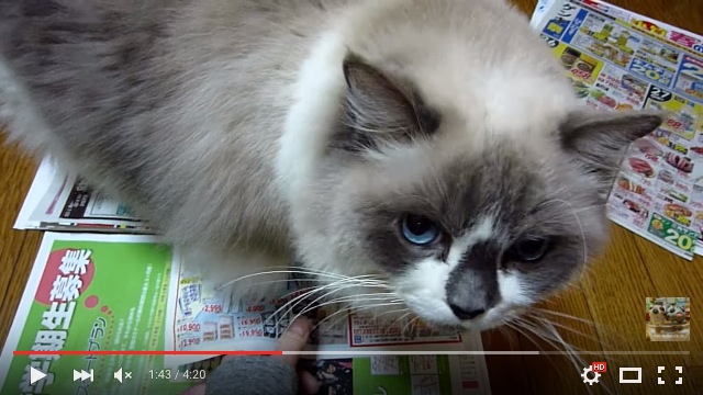 猫がチラシ・新聞チェックをジャマする問題の解決策「チラシのダミー作戦」を決行した結果 → 猫の「モフモフしていいよ」アピールには勝てなかった