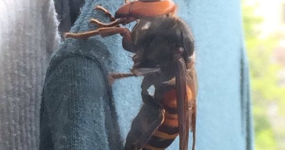 ハチと服のサイズ比おかしくない 洗濯物にとまっていたスズメバチが巨大すぎてtwitterが騒然 Pouch ポーチ