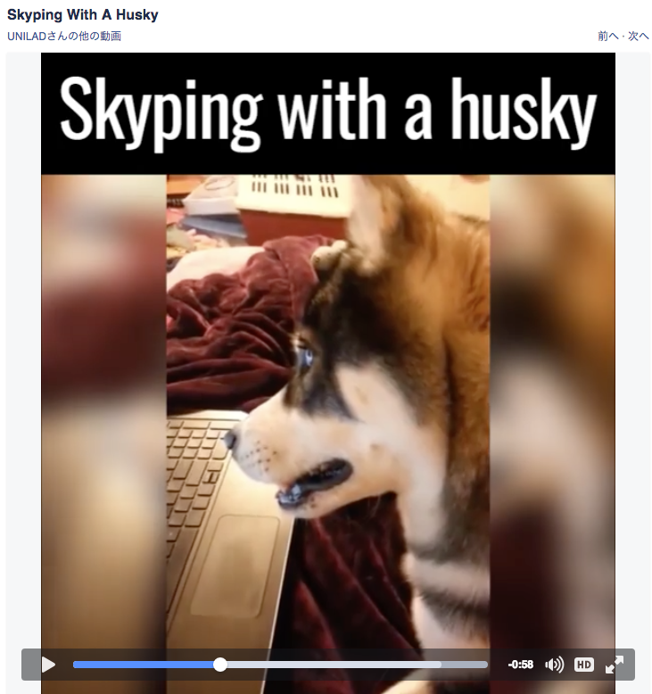 うらやましい ハスキーと犬語でskypeしてみた結果 微妙なリアクションだったハスキーが素晴らしい機転を利かせてくれたよ Pouch ポーチ