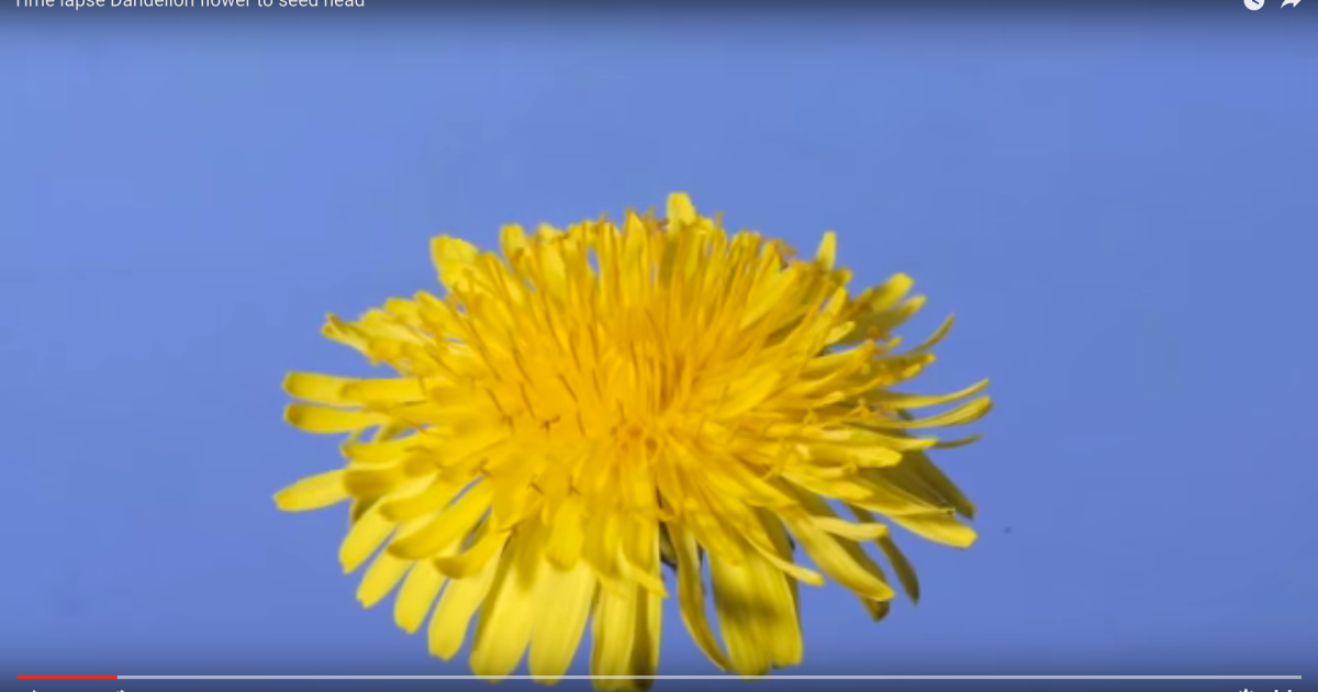 タンポポの黄色い花が綿毛に変わって行く過程をタイムラプスにしてみたら とっても興味深い映像に Pouch ポーチ