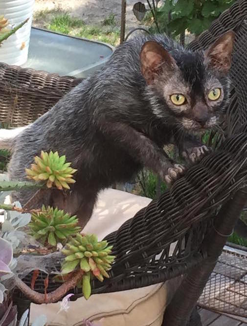 8-month-old_male_Lykoi