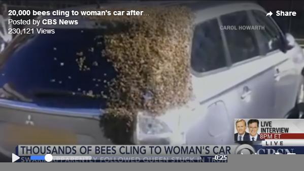 20,000匹以上のハチが車を2日間占拠！ 中に入り込んでしまった女王蜂を追ってきたようです