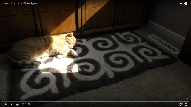 やっぱり猫ってソーラー式なの？ お昼寝しながら太陽光と共に移動するにゃんこの動画 / ネットの声「夜の運動会のために日中は充電」