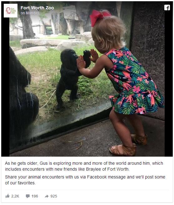 【動物園の奇跡】生後5カ月のゴリラと2歳の少女の気持ちが通じあった決定的瞬間をカメラがとらえた！