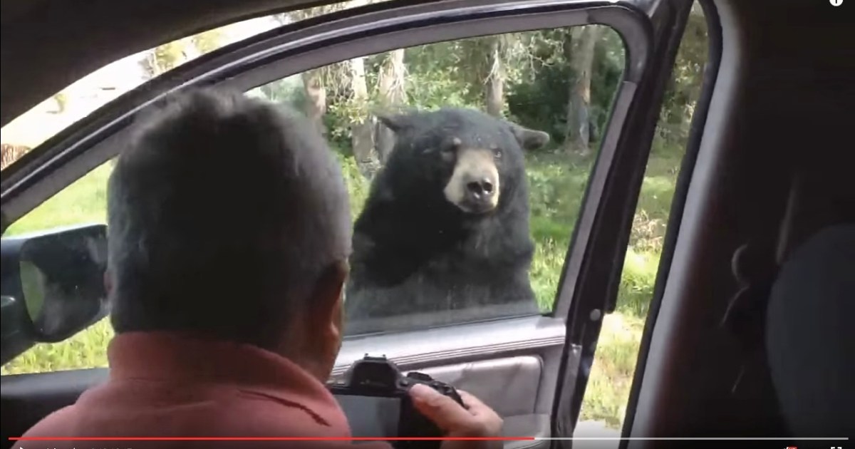 衝撃 クマ やぁ ガチャッ 人間 ギャーッッ バタン クマが車の扉を開ける珍事 その瞬間のパニック映像 Pouch ポーチ