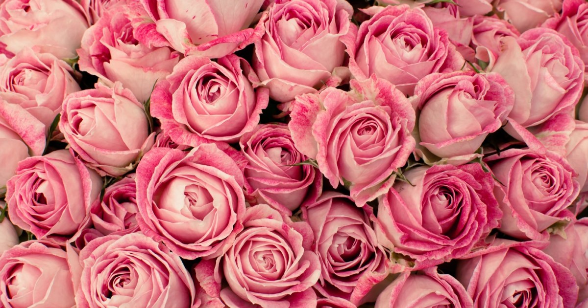 バラの花言葉は 数 でガラっと変わる 17本のバラは 絶望的で挽回できない愛 て意味なのです 6月2日は ローズの日 Pouch ポーチ