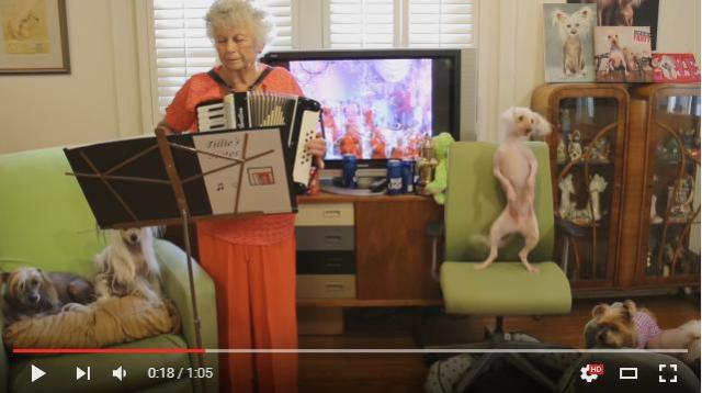 おばあちゃんのアコーディオン演奏に合わせて腰をクネクネ♪ ワンコによる「激しすぎるダンス」をご覧ください
