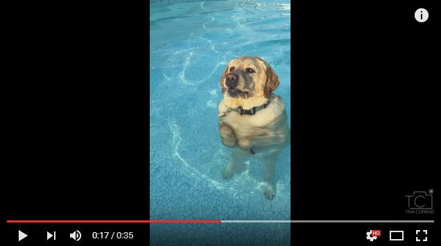 【ジワジワ動画】犬かきはどうした！ 人間みたいにプールの中で立って歩くワンコ