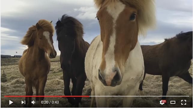 アイスランドで暮らす野生の馬たちが好奇心旺盛すぎる すぐ近くまで迫ってくるよおおお Pouch ポーチ