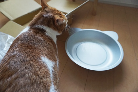 【冷やし猫鍋】猫の夏バテ対策に！ Amazonで人気の「ひんやりクール猫鍋」をうちの猫に使ってもらったらこうなった