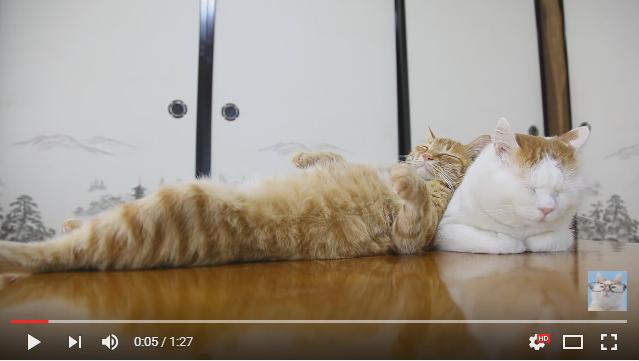 「あぁ、いい寝心地だニャ……」猫さん、仲間を枕にしてスヤスヤお昼寝するの巻