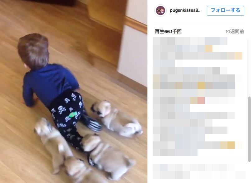 パグまみれ パグの子犬たちのリーダーはハイハイする赤ちゃん パグまみれな日常がinstagramで人気です Pouch ポーチ