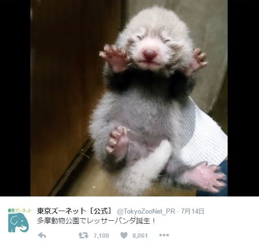 モフモフしてえええええ!!! 多摩動物公園に誕生したレッサーパンダの赤ちゃんが激かわだとTwitterで話題に