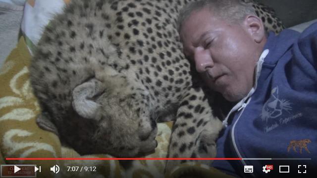まるで大きな猫！ チーターを枕にして眠る男性 / 肝心の寝心地はというと…？