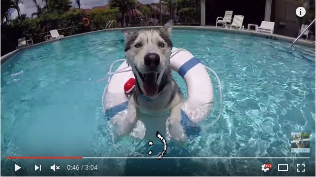 ひゃあぁぁ気持ちよさそう～!! プールで遊ぶハスキー犬がとぉぉっても可愛くて見てるだけで幸せになっちゃうよ