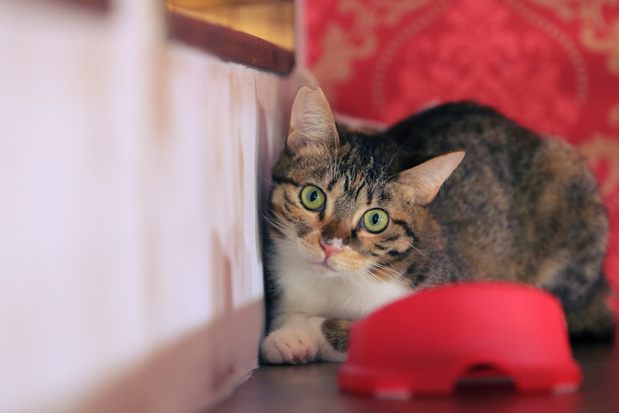 りんご猫」への理解をu2026 りんご猫だけの猫カフェがオープン / りんご猫 