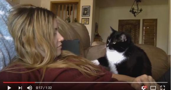 もっと撫でてほしいんですけど 飼い主さんにおねだりし続けるニャンコが可愛すぎて悶絶ですっ Pouch ポーチ