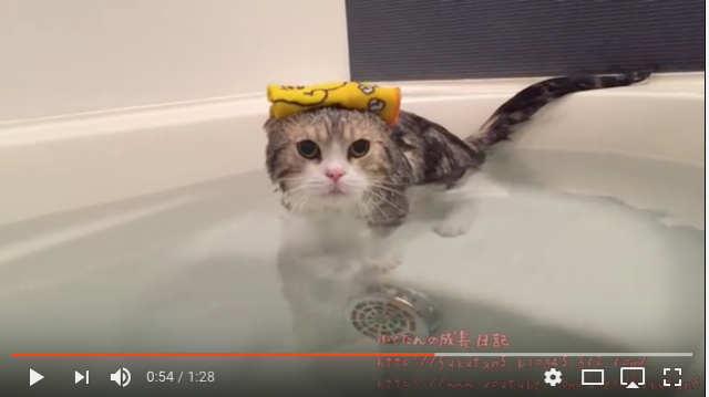 【猫とお風呂】お父さんと一緒にお風呂に入る猫の神妙なお顔にネット民悶絶「だめだ…俺がふくたんに溺れる…」