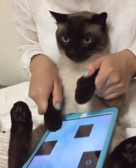 【猫の手お借りしてます】人気のゲームアプリ「ピアノタイル」で飼い主と一緒に連弾しているシャム猫さんを発見しました♪