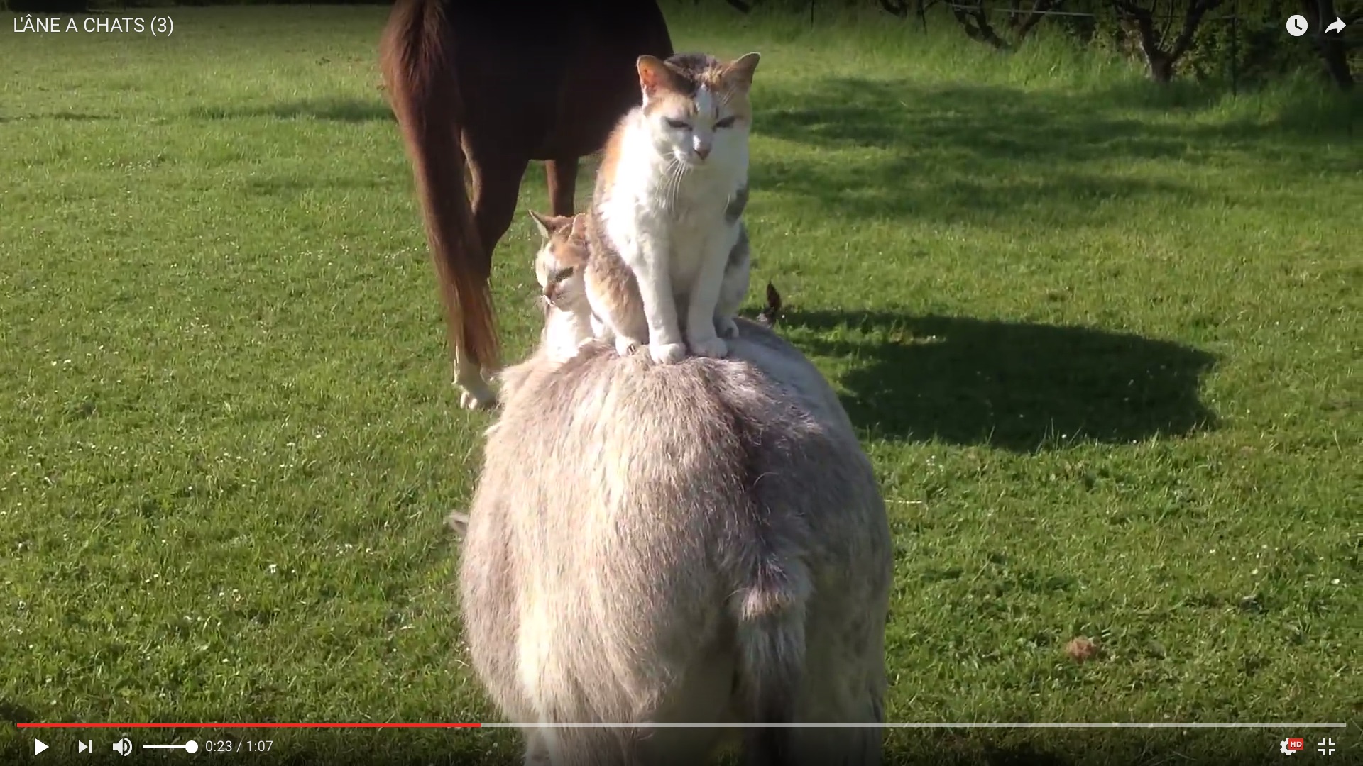 お猫さまのおなーりー ロバの背に乗って牧場内を移動するお猫さま 他の動物たちにも大切にされまくっている Pouch ポーチ