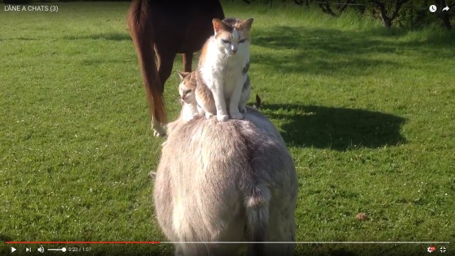 「お猫さまのおなーりー！」ロバの背に乗って牧場内を移動するお猫さま / 他の動物たちにも大切にされまくっている!!!