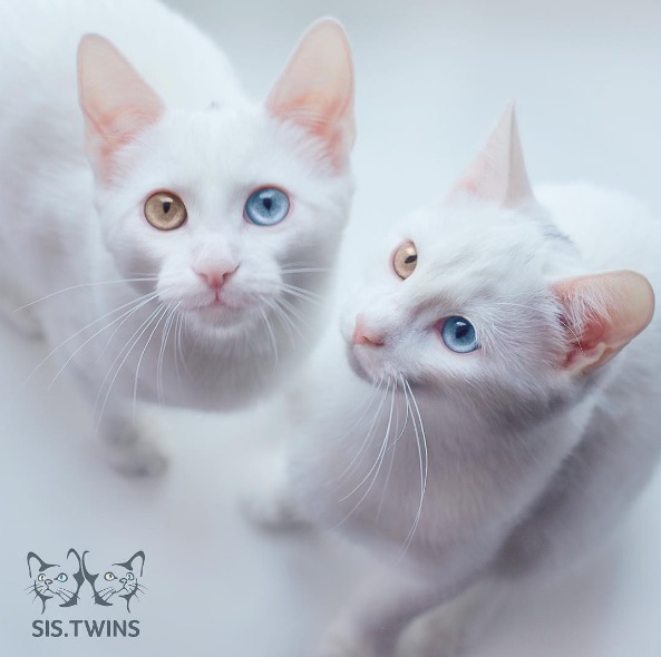 世界の美猫】宝石みたいなオッドアイ！ 双子の白猫姉妹が美しいにも