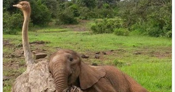 赤ちゃんゾウとダチョウが仲良くお昼寝 不思議な組み合わせだけれど友情を育みあう姿が微笑ましいです Pouch ポーチ