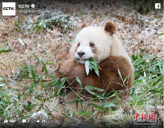 世にも珍しい茶色のパンダ チーザイにほっこり 国宝級の美しさ と称されるほどの愛らしさにメロメロになっちゃいます Pouch ポーチ