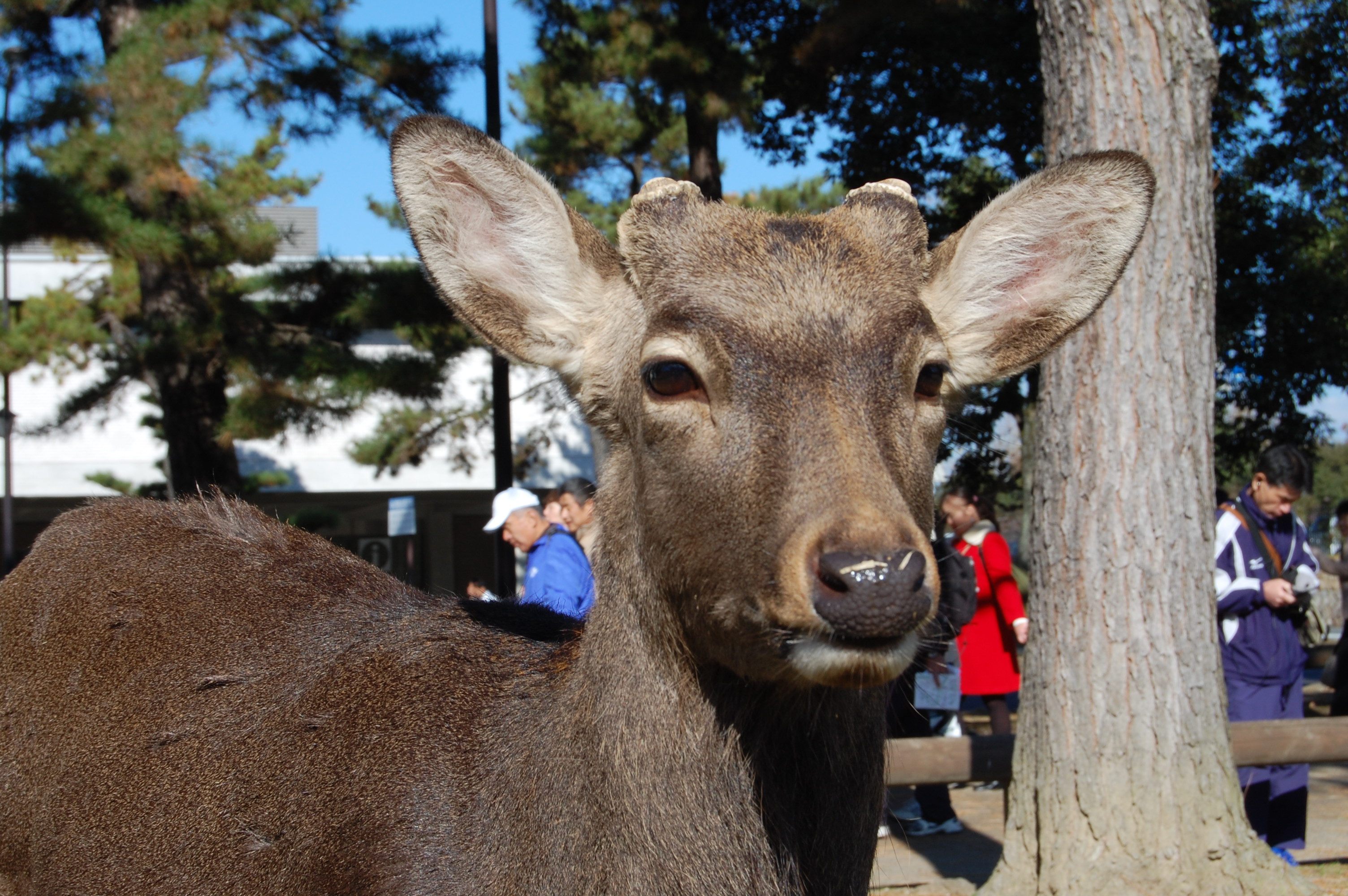 奈良公園の鹿は日本人に冷たい 外国人観光客にだけ愛想がいいってホントなの 奈良県民の私 鹿せんべいやろ 笑 Pouch ポーチ