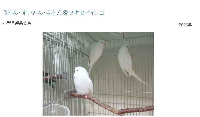 鳥 セール の 名前 ペット