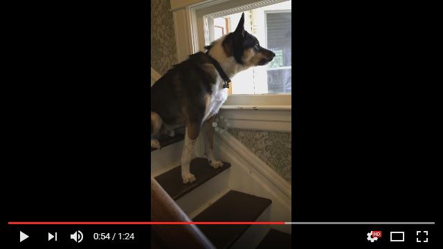 吠えると叱られるから 我慢の結果 変な声 に 郵便配達員さんなんて嫌い と唸るワンコさん Pouch ポーチ