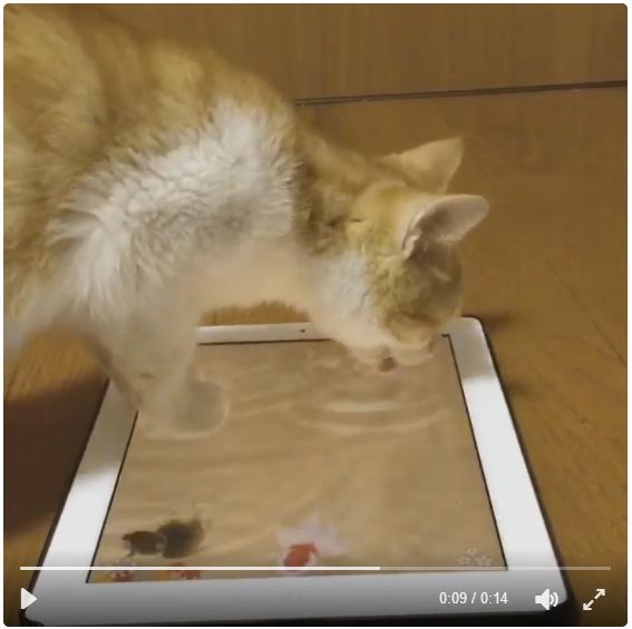 「あれ…これ水じゃニャいのか…？」iPadに映った金魚鉢を本物だと思ってペロペロする子猫が可愛すぎるう