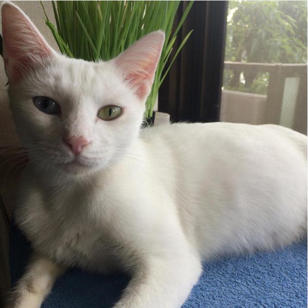 奇跡の出会い】旅先で白猫を発見し保護 → 12時間かけ自宅へ → 妊娠が