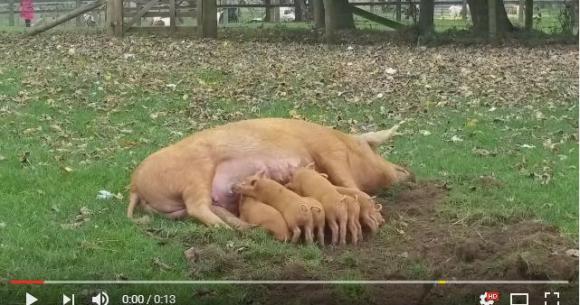 6秒後に衝撃 さっきまで平和だったのに 母ブタが子ブタにとった行動に驚きとドキドキが止まらない Pouch ポーチ