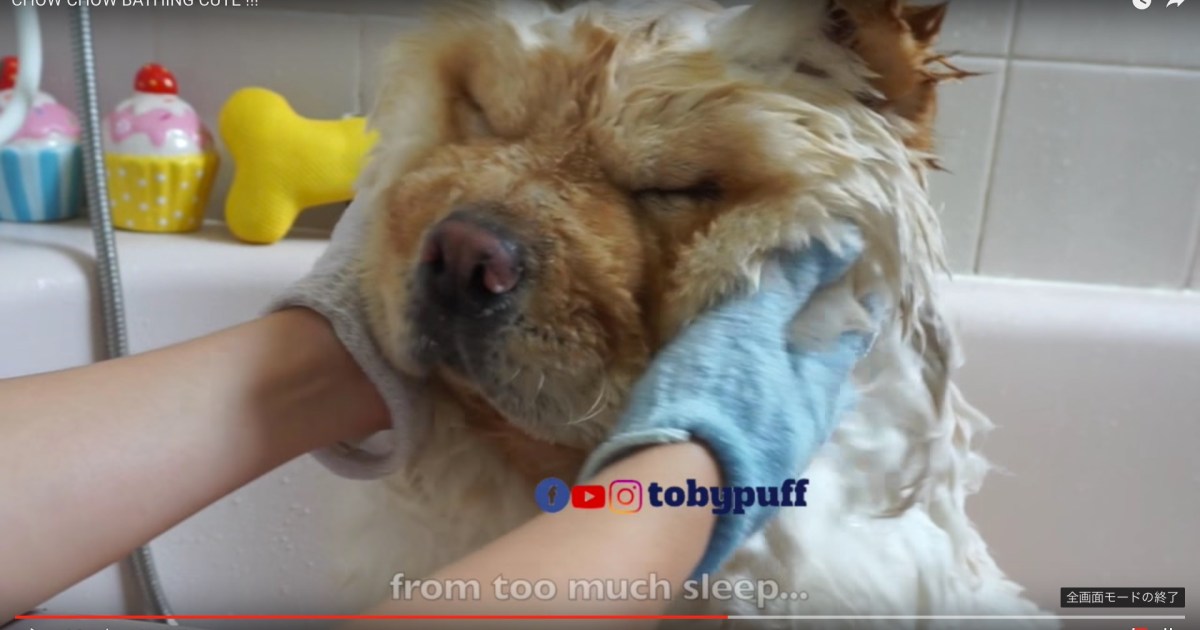 もふもふバスタイム ぬいぐるみを手洗いしてるみたい チャウチャウをお風呂にいれるとめちゃんこ可愛い Pouch ポーチ