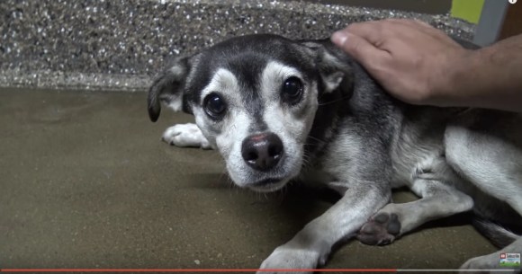 2年間ひとりぼっちで生きてきた野良犬を救助せよ 3日間の救出劇を経て無事保護されてすっかり甘えん坊に Pouch ポーチ