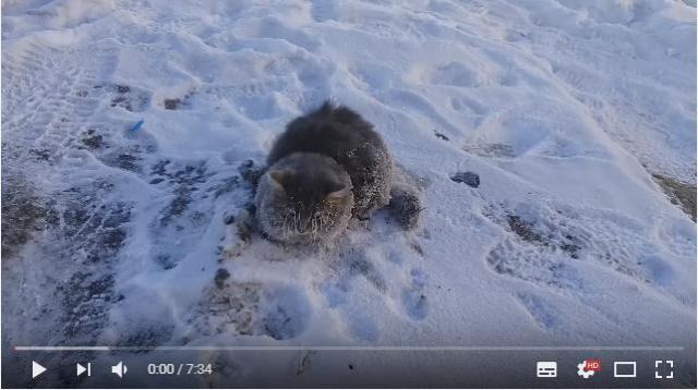 【おそロシア】「凍って動けニャい…」マイナス35度の極寒のなか手足が地面に張り付いてしまった猫さんを救出せよ！