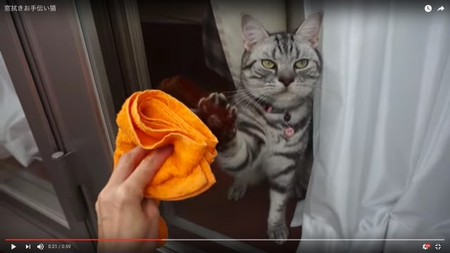 猫の手貸してくれてサンキュ！大掃除を手伝ってくれるにゃんこたちの動画3選 / あまりの可愛さに邪魔とは言えません