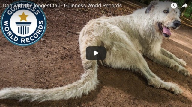 【祝ギネス認定】世界で1番「しっぽが長い」ワンコの記録は76.8cm！ 体もめちゃくちゃでっかいです