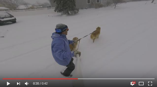犬ぞりならぬ「犬スノボ」!? 雪道をグングン突っ走るワンコたちが