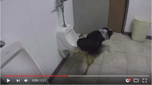 【超絶おりこう犬】人間用トイレをカンペキに使えるワンコがいた！ 「終わったらちゃんと流すワン♪」