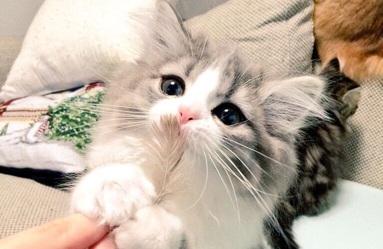 これが1000年に1匹の美猫 かッ あまりにも天使すぎるニャンコが現れてtwitterユーザーがざわつく事態に Pouch ポーチ