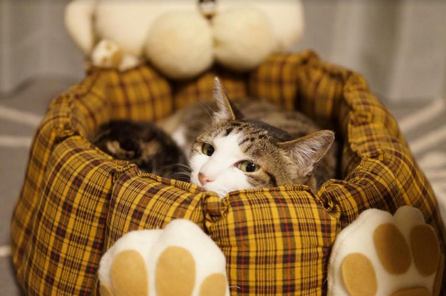 ちっちゃな子猫たちの面倒をみるのは大きなゴールデンレトリーバー 