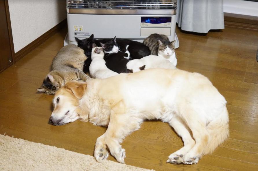 ちっちゃな子猫たちの面倒をみるのは大きなゴールデンレトリーバー 