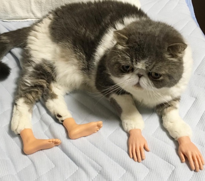 猫の手足から人間の手足がニョキ 表情と身体のギャップもクセになって二度見必至なムスカちゃん写真がたまらんのです Pouch ポーチ