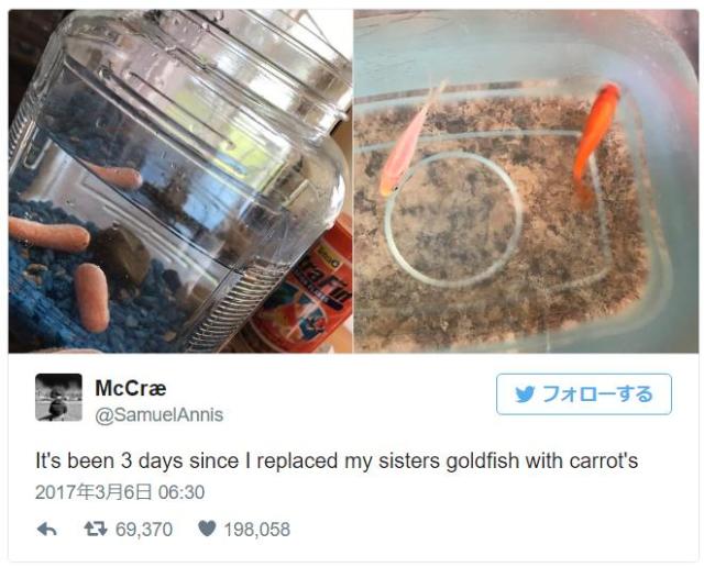 【ドッキリ】姉妹が飼っている金魚をニンジンと入れ替えてみた → 3日経っても4日経ってもまったく気づかれませんでした！